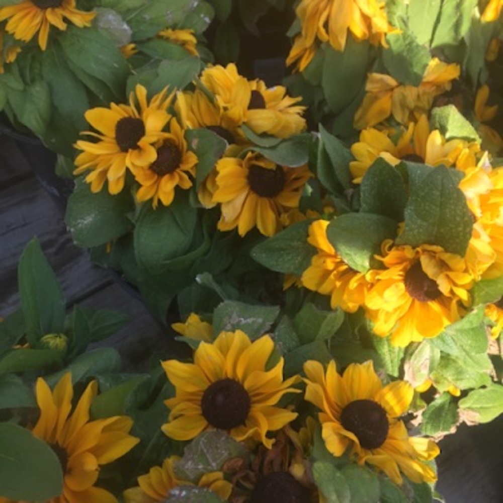 Meet your Posher, Brooke